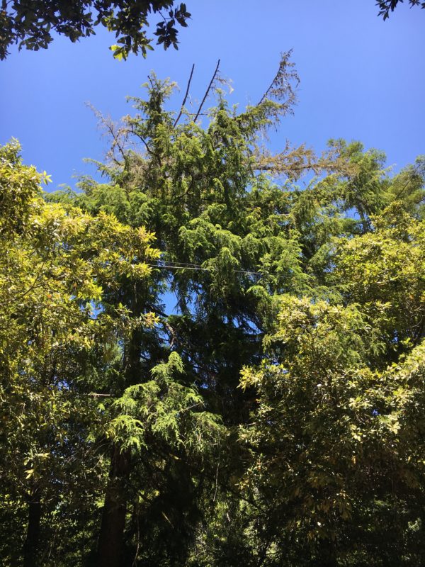 28. This Hemlock May Well Be Limbed Up to Protect Power Line