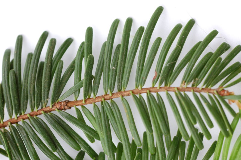 6. Grand Fir Needles (Notice 2 Different Lengths and Notched Tips)