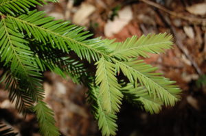 8. Coast Redwood Needles (Pointed Tips)