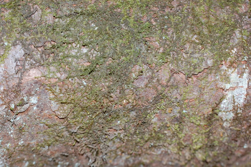 9. The Thin Bark of Saplings Has Cinnamon-Colored Plates Often Covered in Mosses and Liverworts