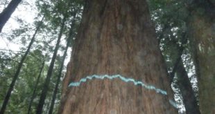 Redwood tree marked for logging in Dogwood THP, photo by Chris Poehlmann
