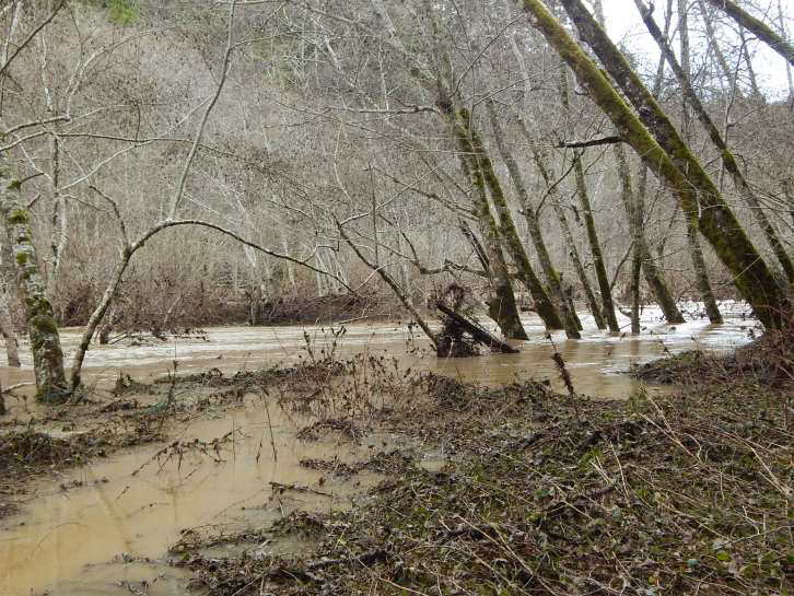 Gualala River floodplain in action, February 2019
