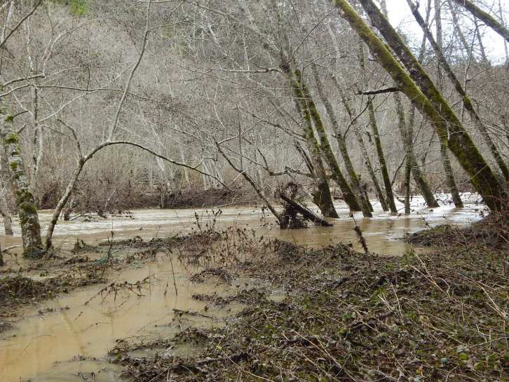 Importance of the Gualala River Floodplain: Presentation by Dr. Peter Baye