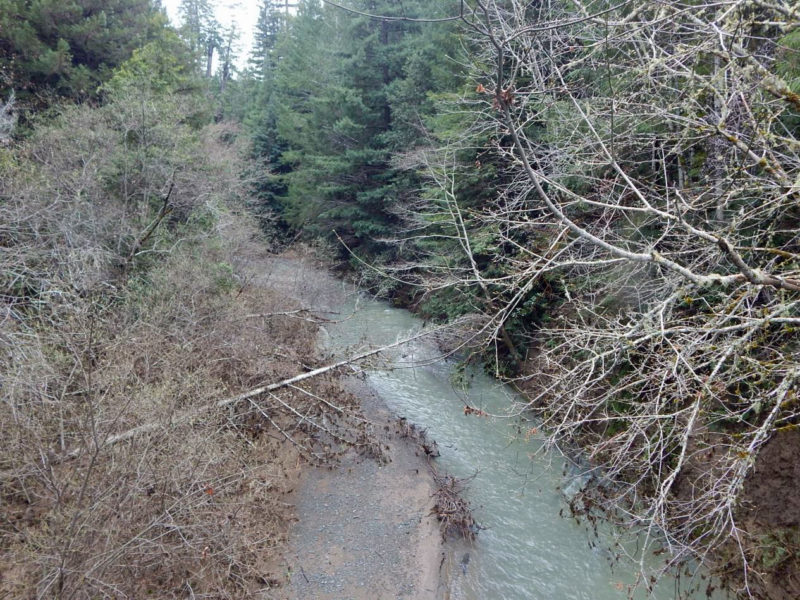 The confluence of Haupt Creek (a historic coho spawning tributary of the Wheatfield Fork) and the Wheatfield Fork show a marked contrast in turbidity on March 3. Haupt Creek turbidity is low, with aqua-green hue and transparency of water to over one foot below the water surface. Haupt Creek above mouth. March 3, 2019.