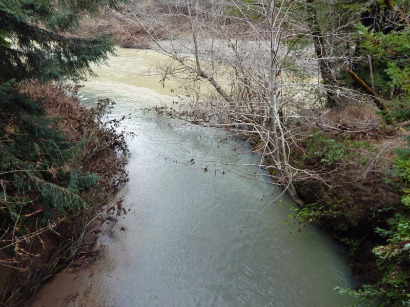 The confluence of Haupt Creek (a historic coho spawning tributary of the Wheatfield Fork) and the Wheatfield Fork show a marked contrast in turbidity on March 3. Haupt Creek turbidity is low, with aqua-green hue and transparency of water to over one foot below the water surface. Haupt Creek at confluence with Wheatfield Fork, March 3, 2019.