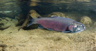 Adult coho salmon