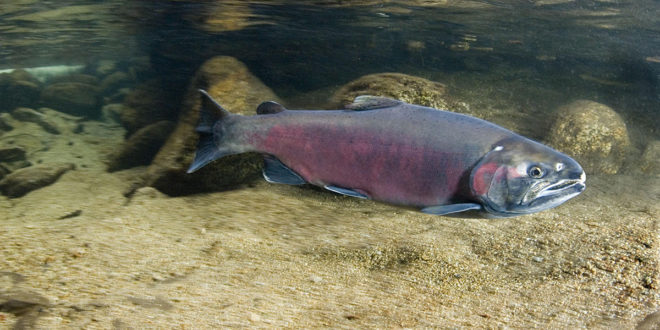 Adult coho salmon