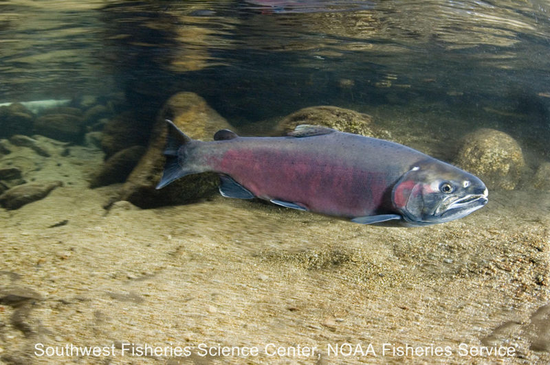 Adult coho salmon