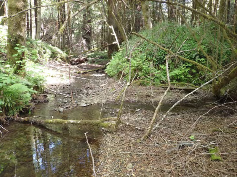 Frissell-Confluence-of-Big-and-Little-Pepperwood-Creeks