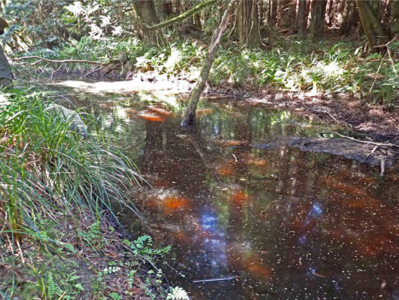 Frissell-groundwater-fed-floodplain-springbrook