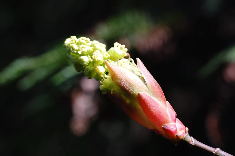 10. Budburst--protective bud scales open and flowers first appear