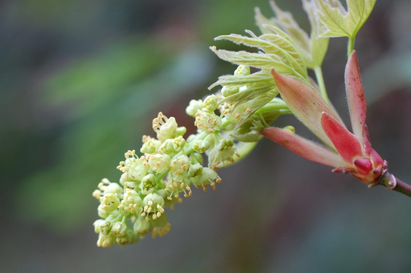 13. Notice the yellow anthers containing the pollen emerging from each individual flower.