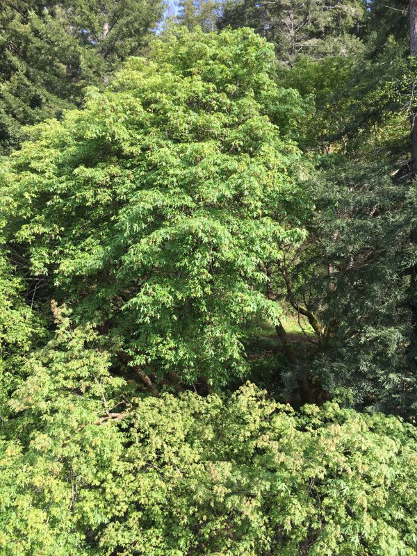 Big-Leaf Maple, Acer macrophyllum