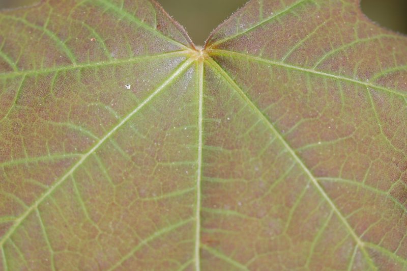 22. Chloroplasts and stomata are too small to see individually in this new leaf but the green of the chloroplasts  is visible along the veins.  Soon the leaf will be completely green.