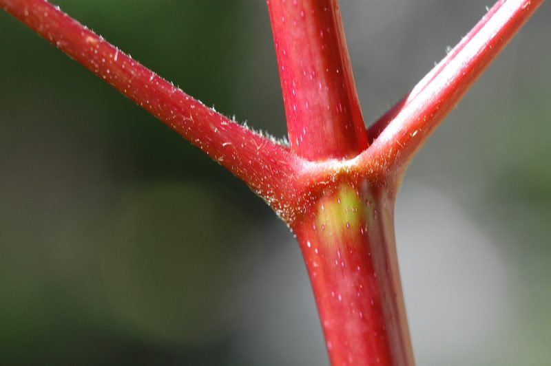 23. Petioles attach to the stem or twig in an opposite pattern