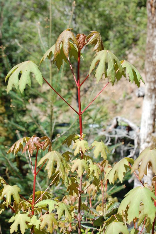 24. Bigleaf maple leaves have extra long petioles (stalks that attach them to the stems). This tree is too young to produce flowers.