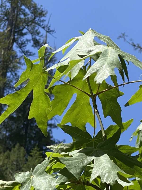 Bigleaf Maple (Acer macrophyllum) – Friends of Gualala River