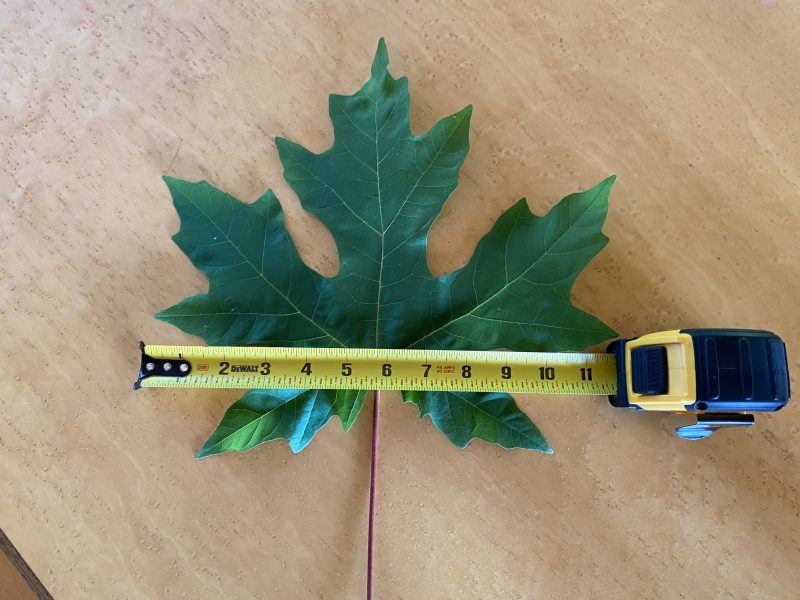 3.  Bigleaf maple leaves can grow even larger than this