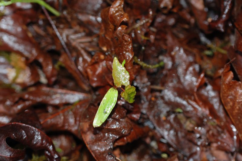 32. Maple seedling germinating in the wet organic matter of fallen leaves in mid-winter.