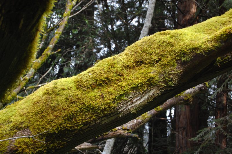36. Epiphytes such as liverworts, mosses, and lichens cover the branches in green sleeves. 