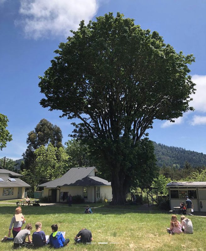 4. State Champion Bigleaf Maple Tree at Mattole Valley School (Courtesy of California Big Trees, a project of the Urban Forest Ecosystems Institute at California Polytechnic University at San Luis Obispo)