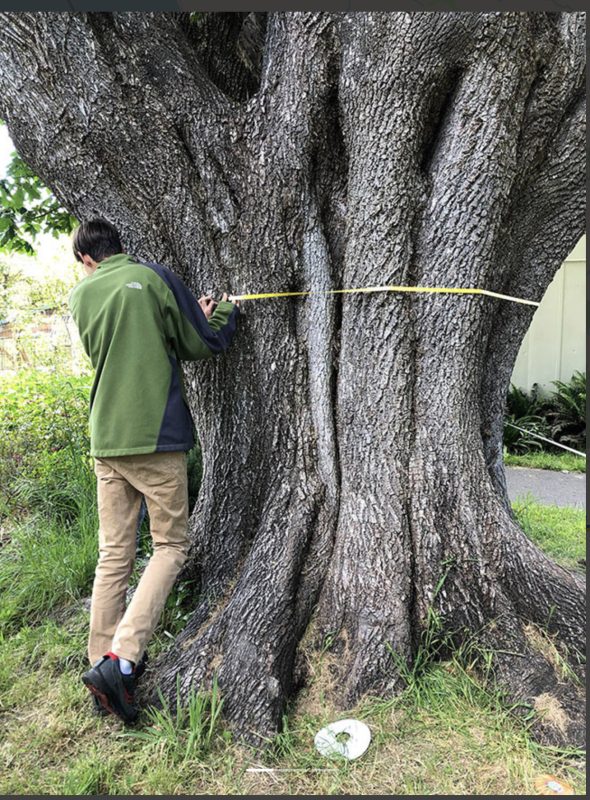 5. A student measures the circumference of the state's largest bigleaf maple--18 feet!