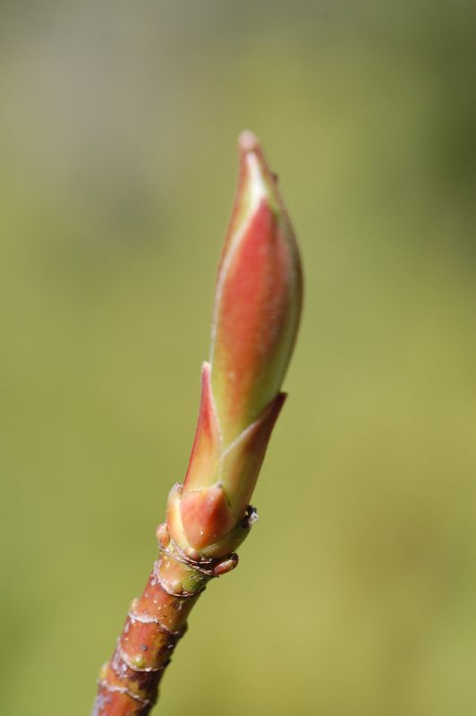 6. Terminal bud of bigleaf maple growing from the tip of a branch