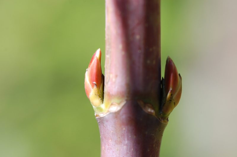 7.  Lateral buds of bigleaf maple