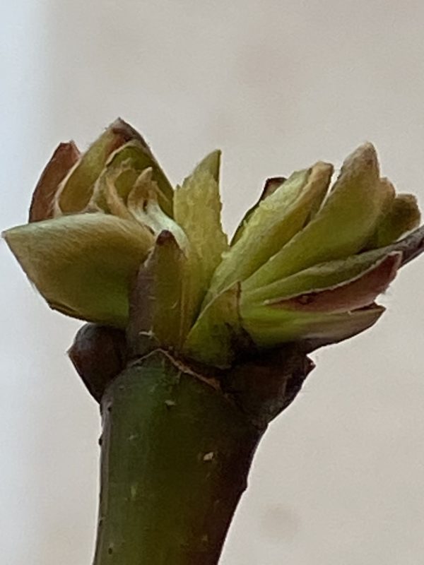 9. Terminal bud dissected open, revealing developing flowers  in the center