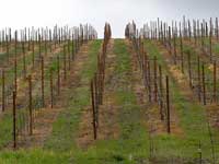 Newly planted vineyard in Annapolis, CA