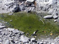 8/31/08 Clark's Crossing - the last pool has shrunk, leaving only yellow-legged frog tadpoles gulping for air