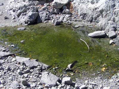 8/31/08 Clark's Crossing - the last pool has shrunk, leaving only yellow-legged frog tadpoles gulping for air