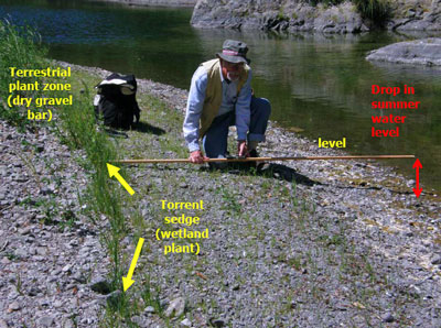 geologist Mike Lane measures the elevation difference between the late summer channel pool surface level, and the sharp upper edge of the wetland plant zone