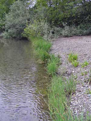 Vegetation indicators of water lines (Valley Crossing, 2005)