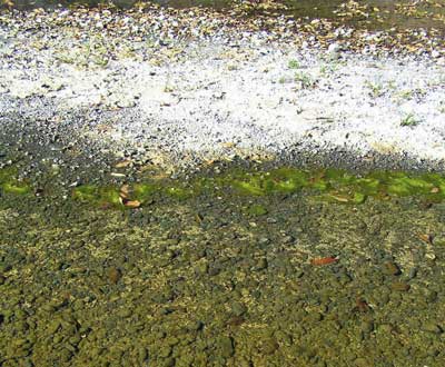 Filamentous algae grow on gravel in shallow water, forming fibrous mats