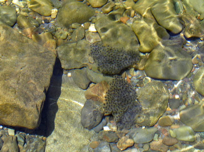 Foothill yellow-legged frog egg masses adhere to cobbles near Haupt Creek, May 2009