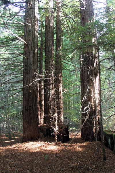 Redwood forest on Artesa Vineyards & Winery's Fairfax property in Annapolis, CA