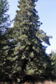 large trees on the Artesa Annapolis property