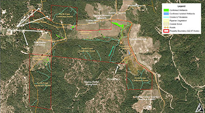 View of Artesa's property in northwestern Sonoma County: Forest, or not a forest?