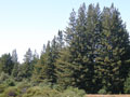 Redwood forest on the Artesa Annapolis property