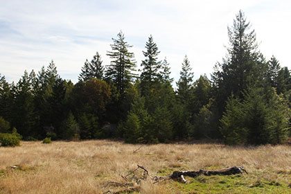 View of Artesa's property in northwestern Sonoma County: Forest, or not a forest?