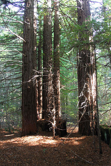 View of Artesa's property in northwestern Sonoma County: Forest, or not a forest?