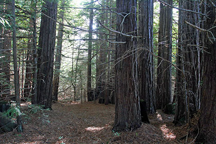 View of Artesa's property in northwestern Sonoma County: Forest, or not a forest?