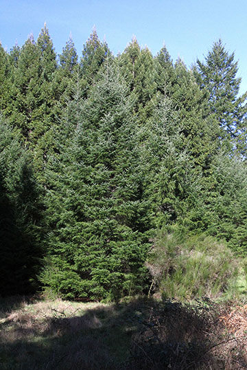 View of Artesa's property in northwestern Sonoma County: Forest, or not a forest?