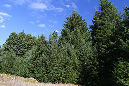 View of Artesa's property in northwestern Sonoma County: Forest, or not a forest?