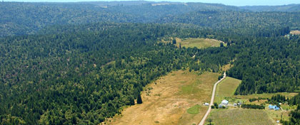 View of Artesa's property in northwestern Sonoma County: Forest, or not a forest?
