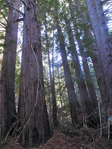 View of Artesa's property in northwestern Sonoma County: Forest, or not a forest?