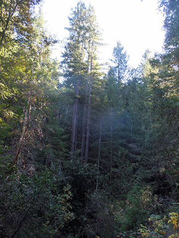 View of Artesa's property in northwestern Sonoma County: Forest, or not a forest?