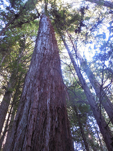 View of Artesa's property in northwestern Sonoma County: Forest, or not a forest?