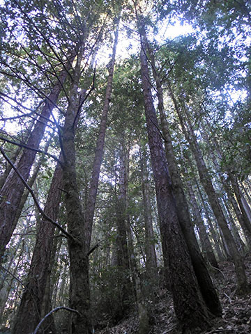 View of Artesa's property in northwestern Sonoma County: Forest, or not a forest?